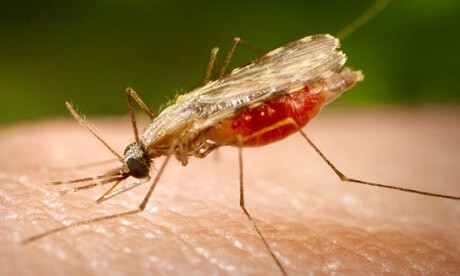 Muỗi Anopheles (Muỗi sốt rét)