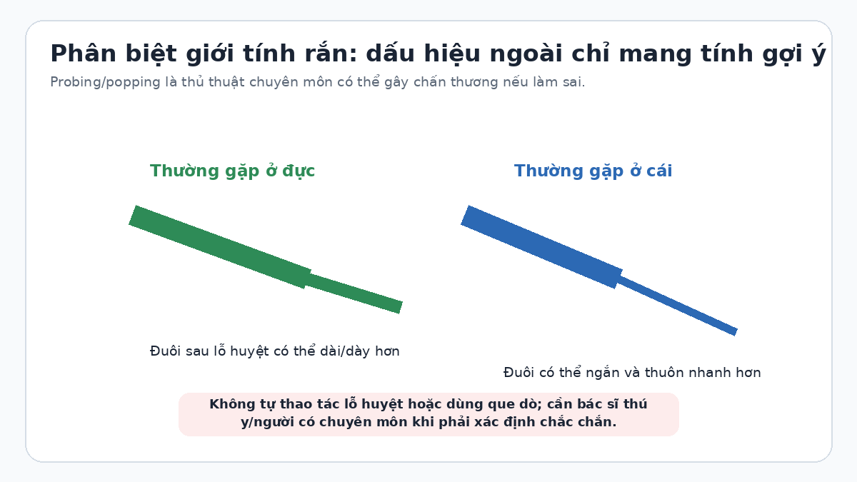 Sơ đồ khác biệt gợi ý ở phần đuôi rắn đực và rắn cái