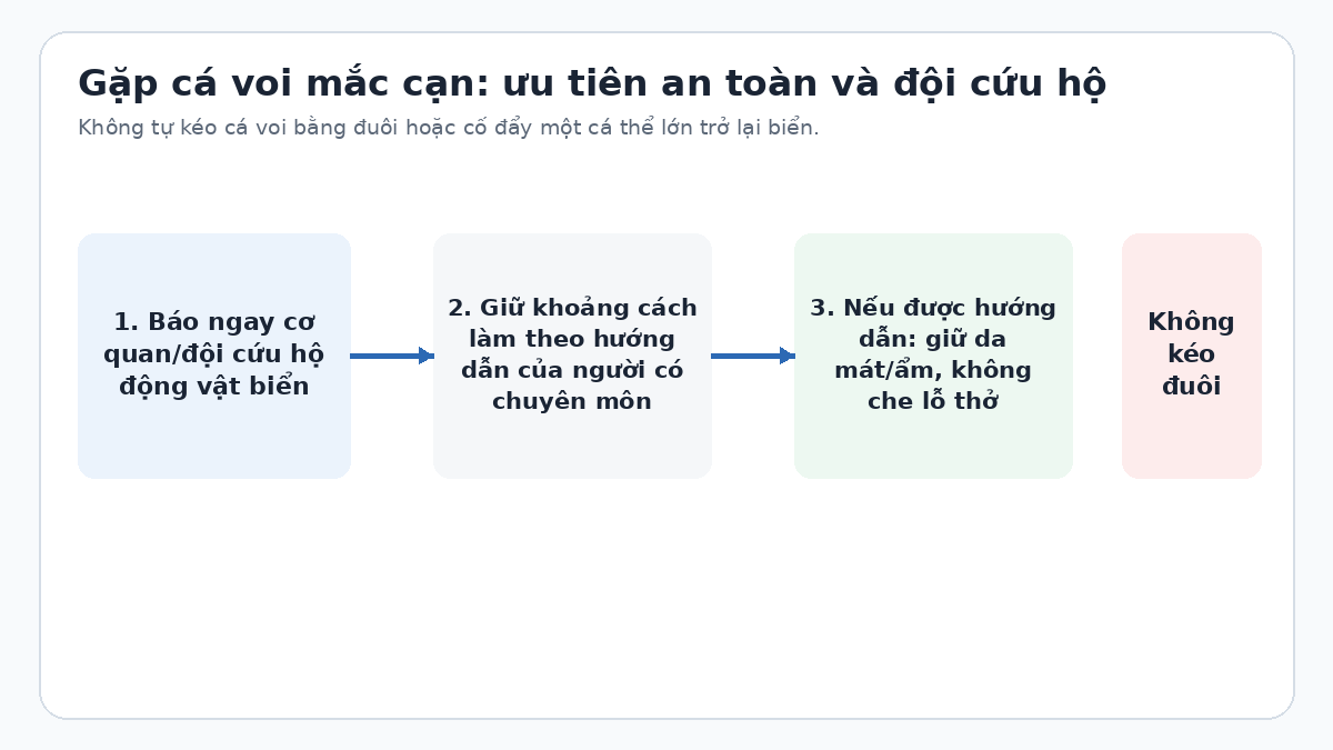 Sơ đồ các bước an toàn khi gặp cá voi mắc cạn