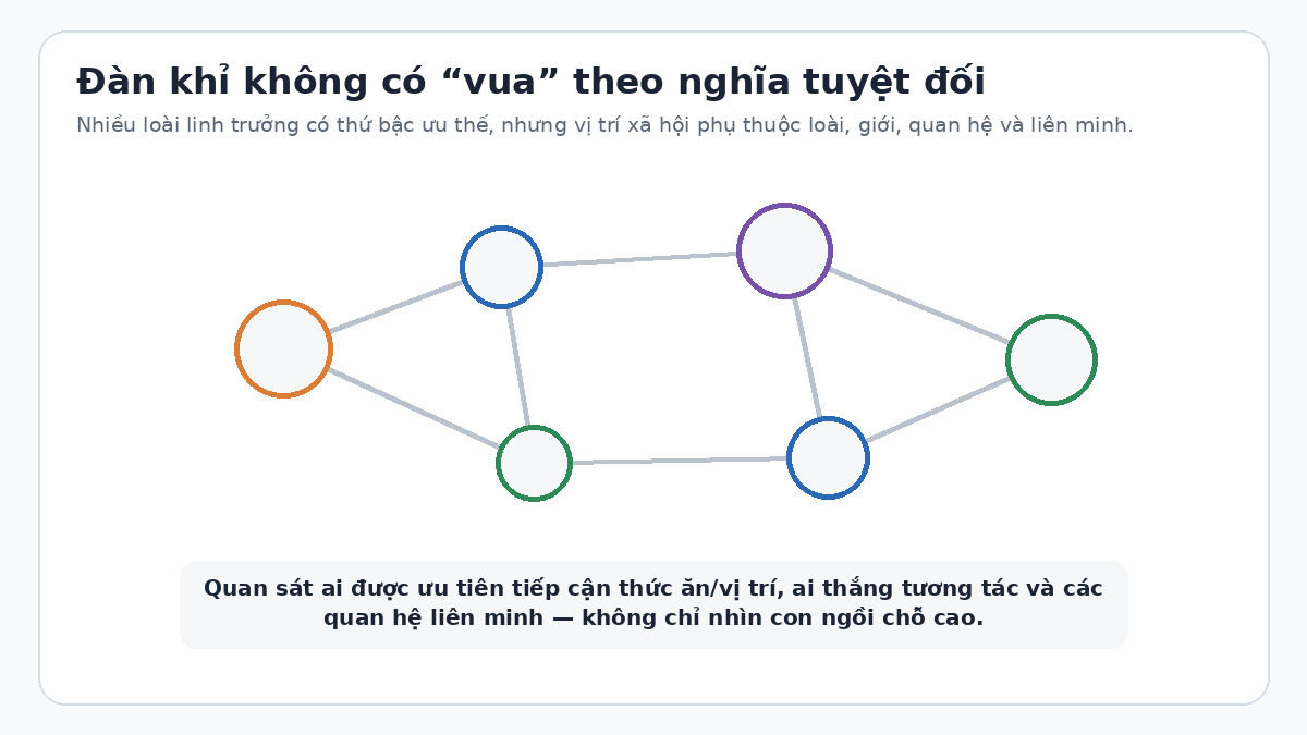Sơ đồ mạng quan hệ thứ bậc xã hội trong đàn khỉ