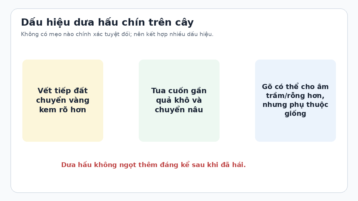 Sơ đồ dấu hiệu dưa hấu chín gồm vết tiếp đất và tua cuốn