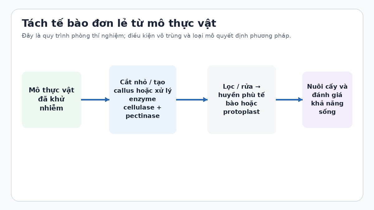 Sơ đồ tách tế bào đơn lẻ từ mô thực vật trong phòng thí nghiệm