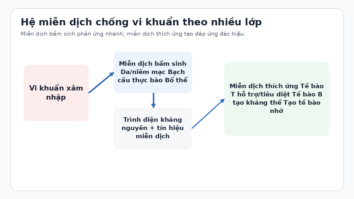 Vì sao hệ thống miễn dịch của cơ thể có thể tiêu diệt được vi khuẩn? Sơ đồ miễn dịch bẩm sinh và miễn dịch thích ứng chống vi khuẩn