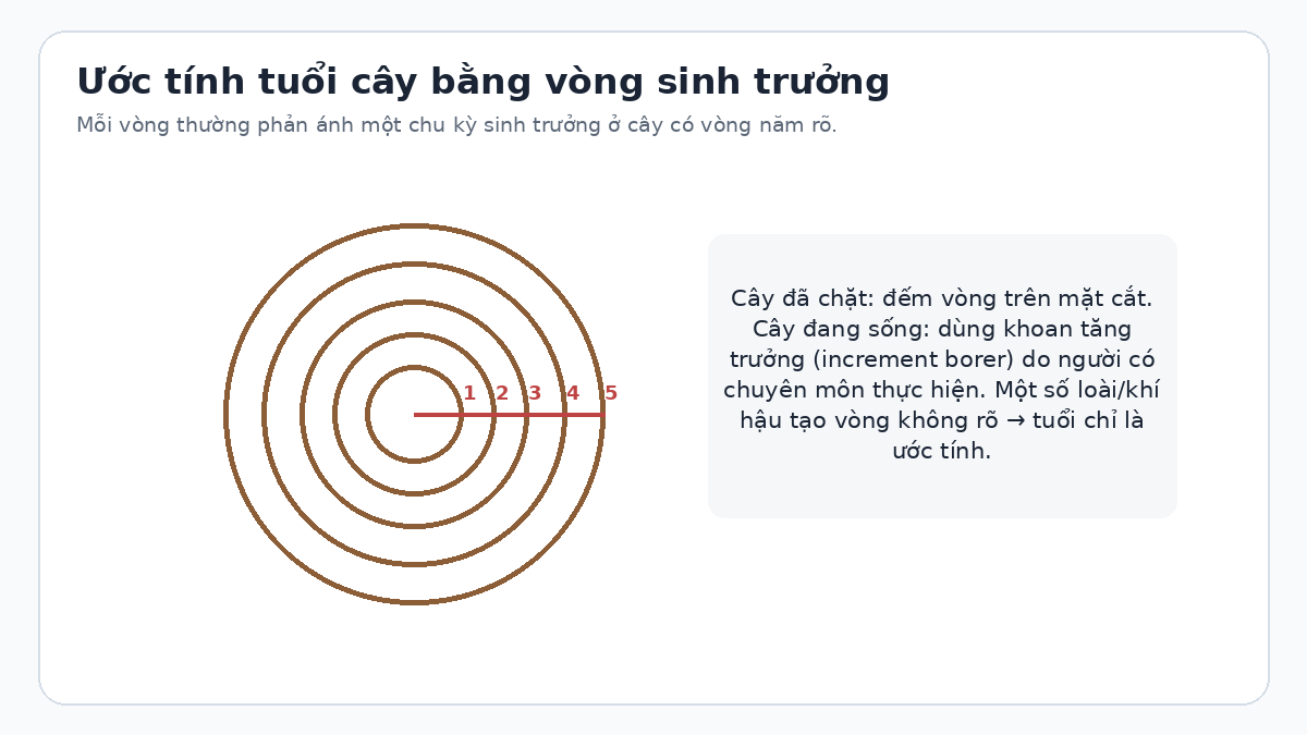 Sơ đồ vòng sinh trưởng dùng để ước tính tuổi cây