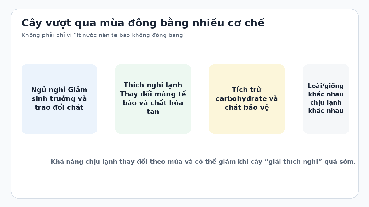 Cây làm thế nào để trải qua mùa đông giá lạnh? Sơ đồ các cơ chế giúp cây vượt qua mùa đông giá lạnh