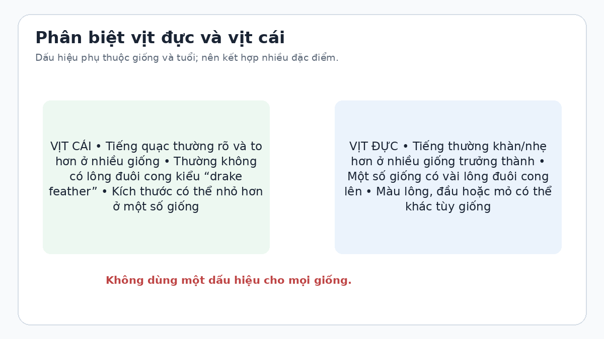 Sơ đồ các dấu hiệu thường dùng để phân biệt vịt đực và vịt cái